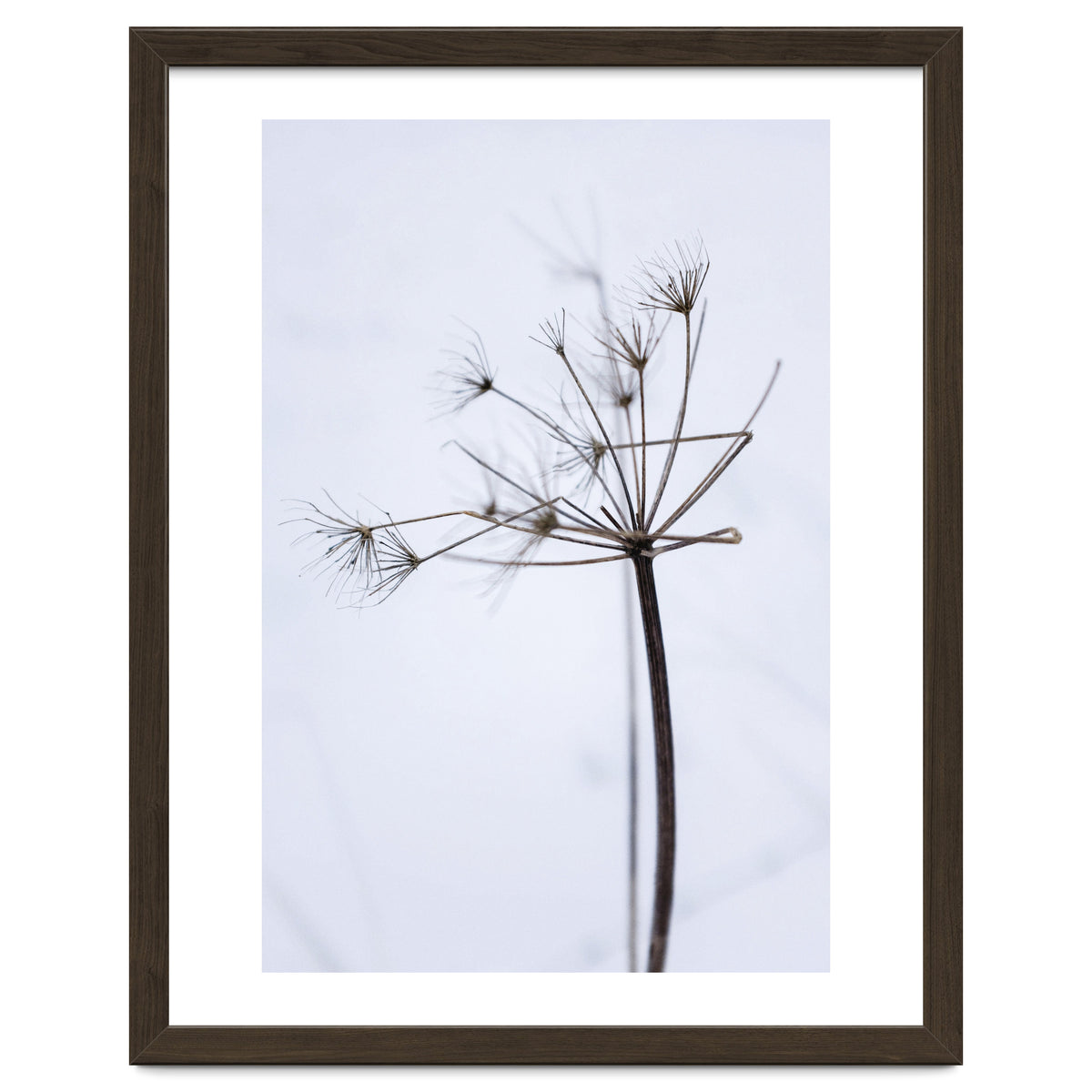 Wildflower in Winter