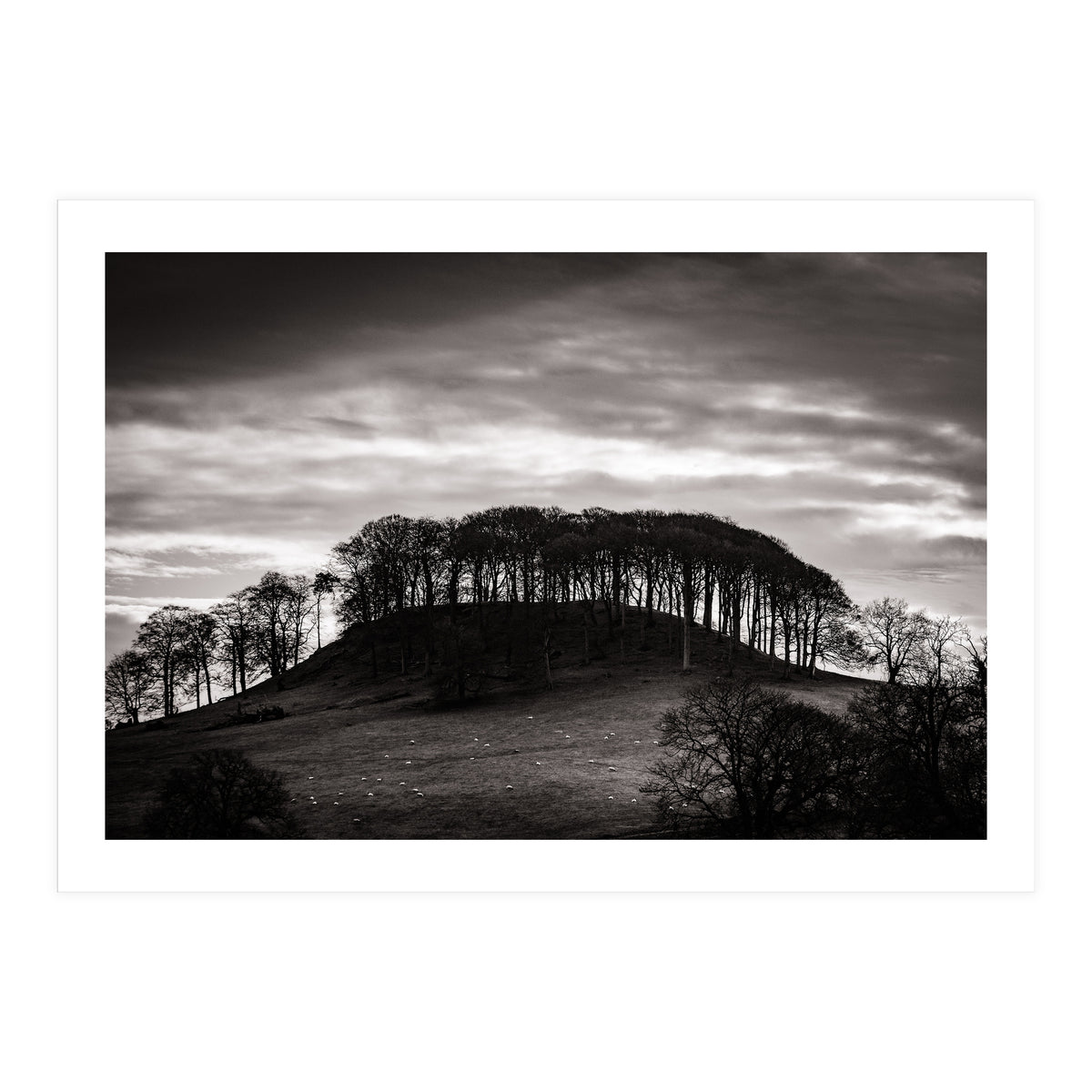 Trees in Silhouette (Print Only)