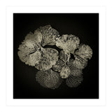 Hydrangea Petals  (Print Only) thumbnail