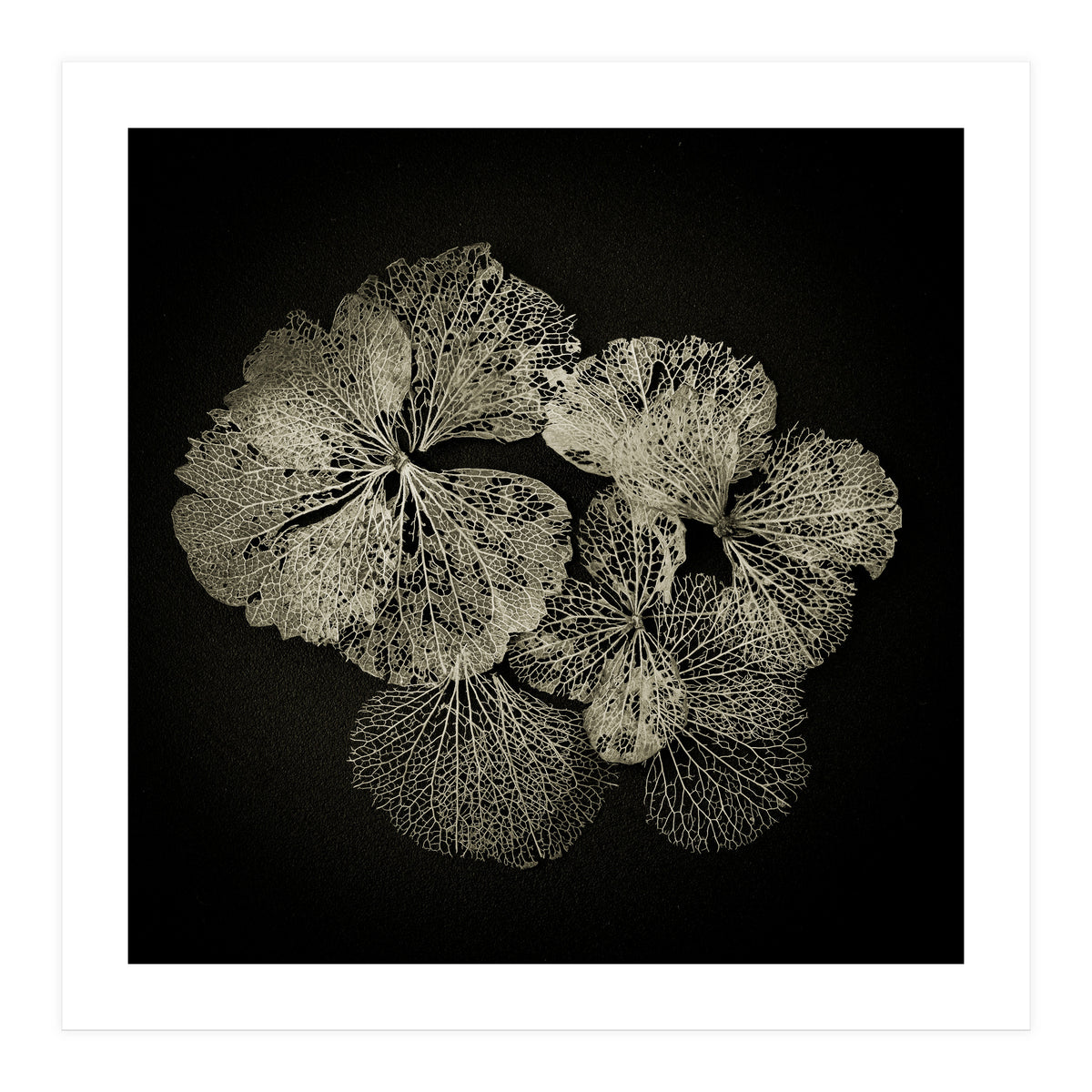 Hydrangea Petals  (Print Only)