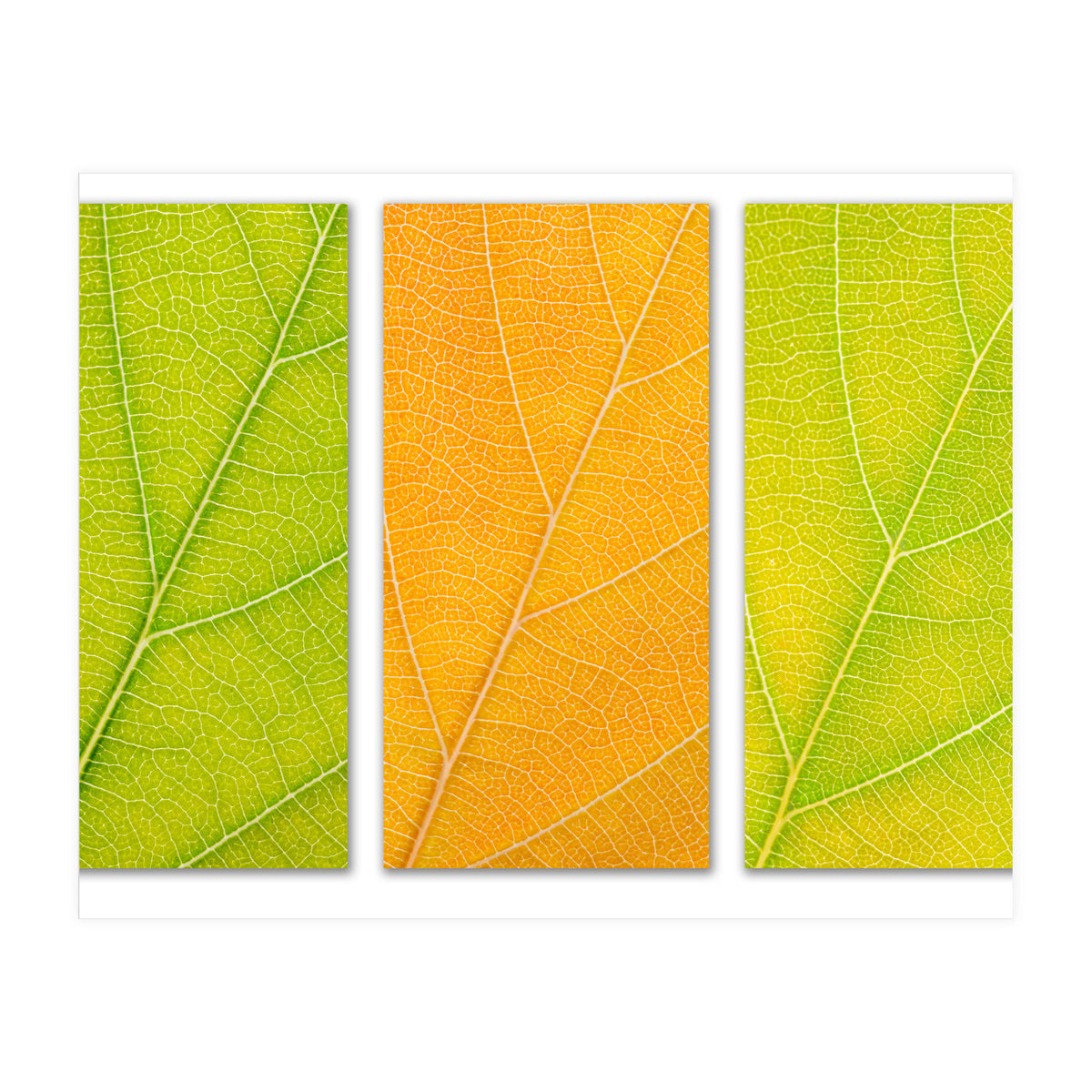 Autumn Leaves (Print Only)