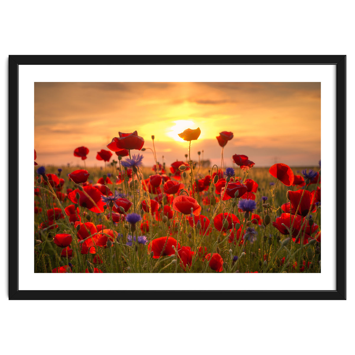 Poppies Sunset