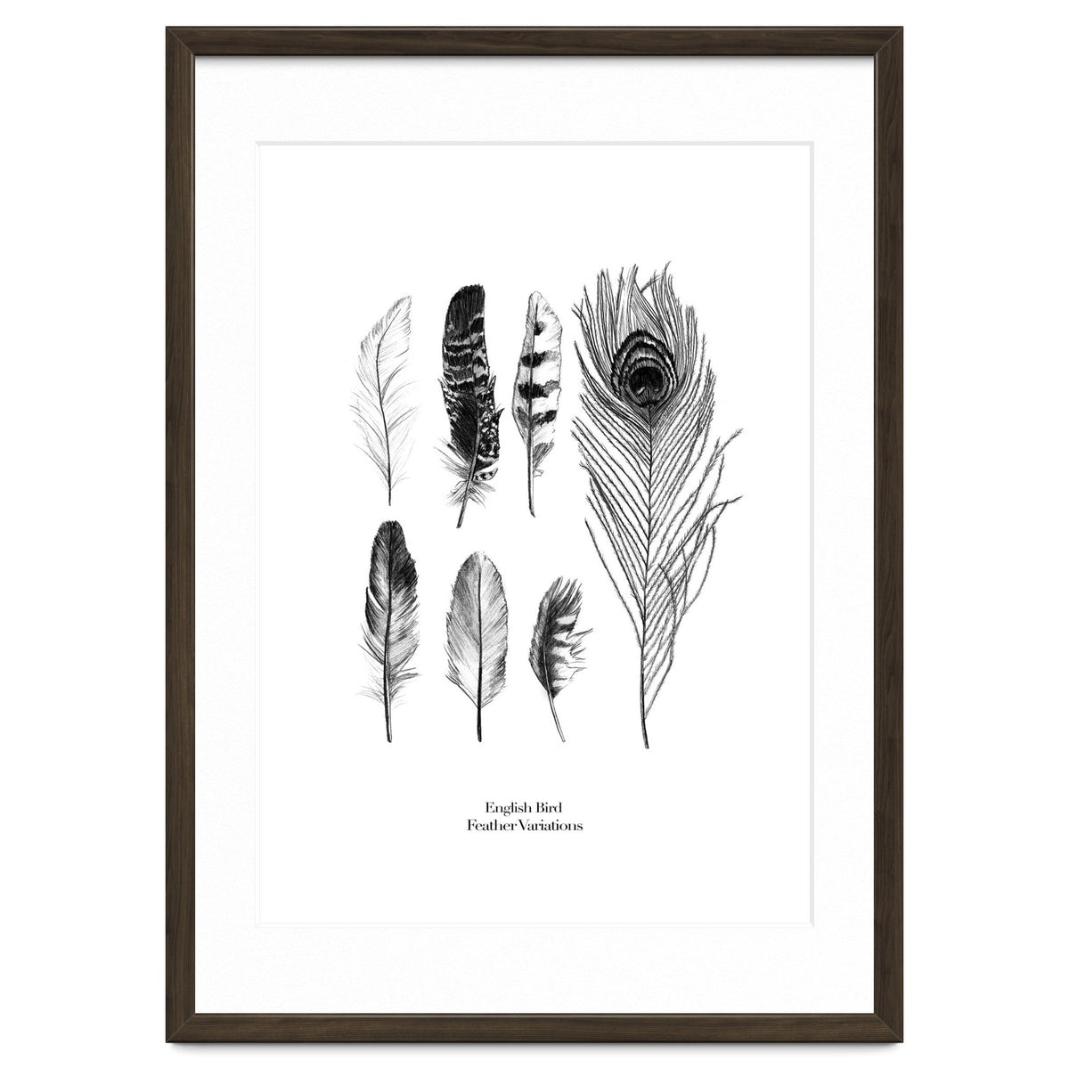 English Feather Variations