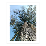 Ataraxia - Tree Series 1 (Print Only) thumbnail