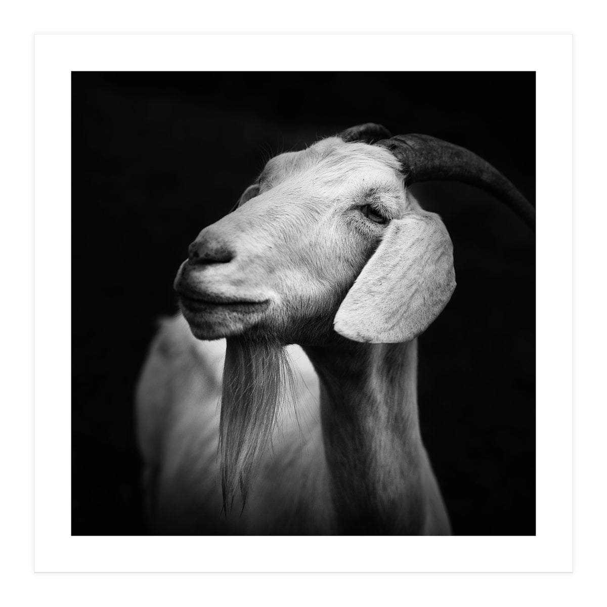 Billy Goat Adam (Print Only)