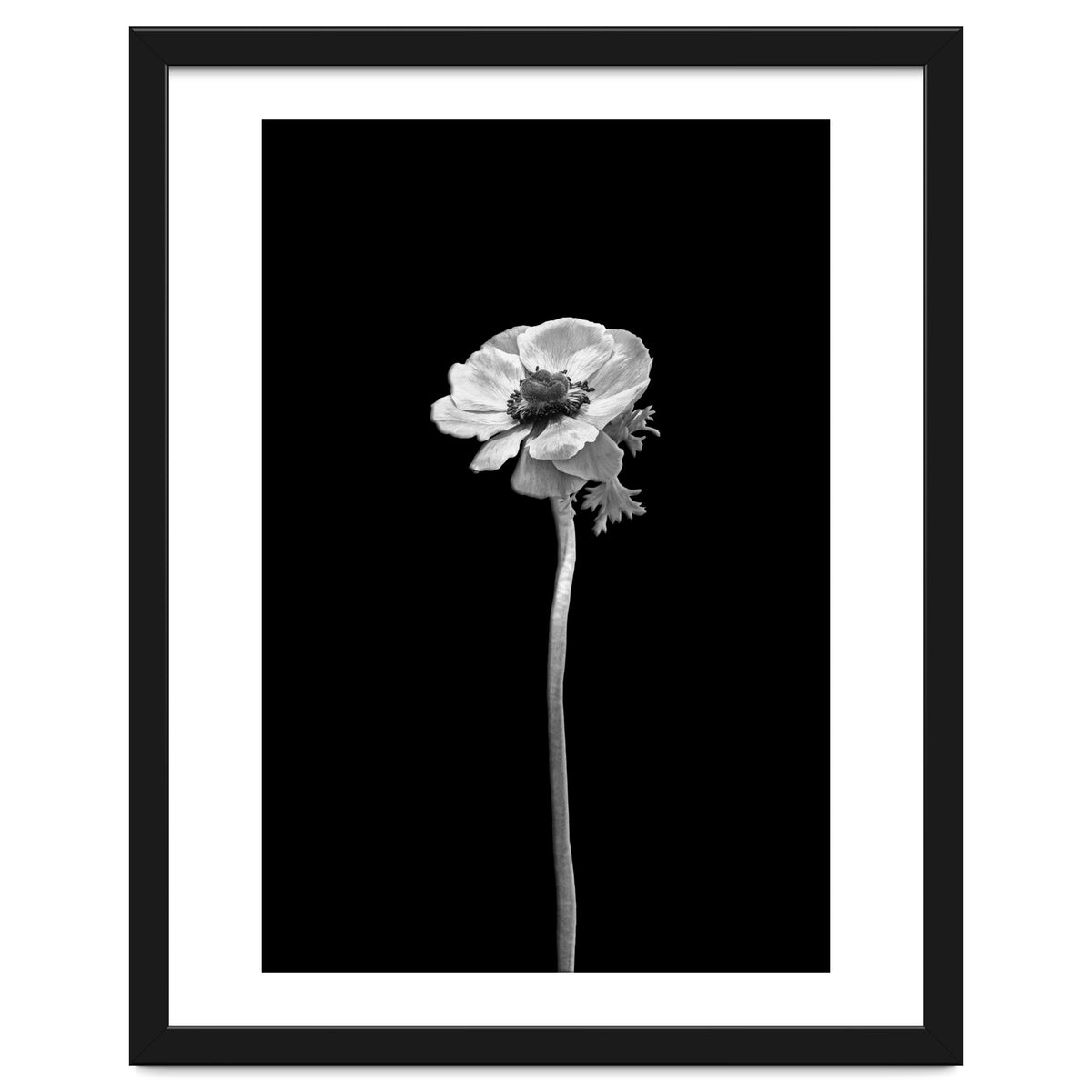 Anemone coronaria | dark design
