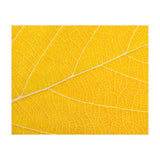 Autumn Leaf (Print Only) thumbnail