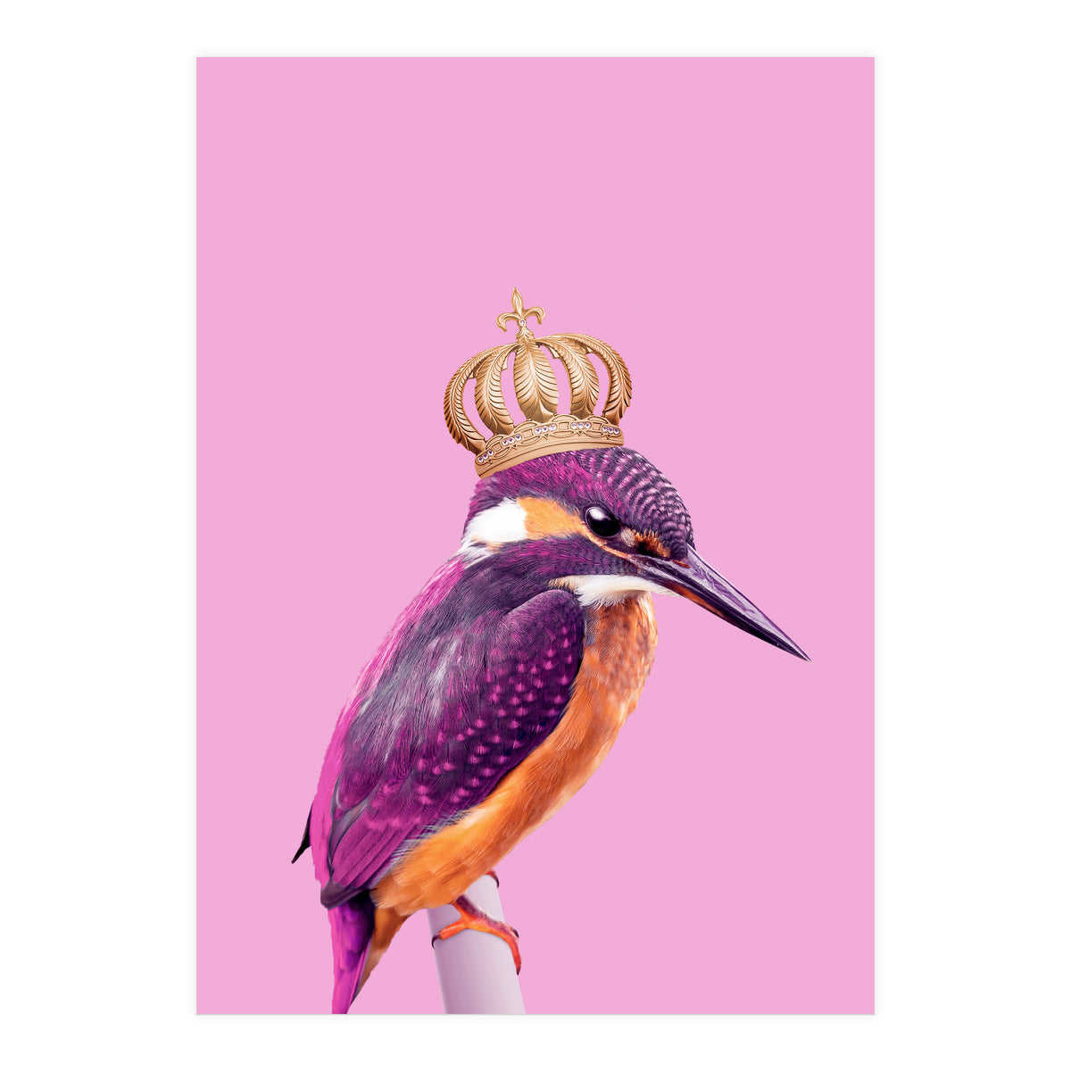 Queenfisher (Print Only)