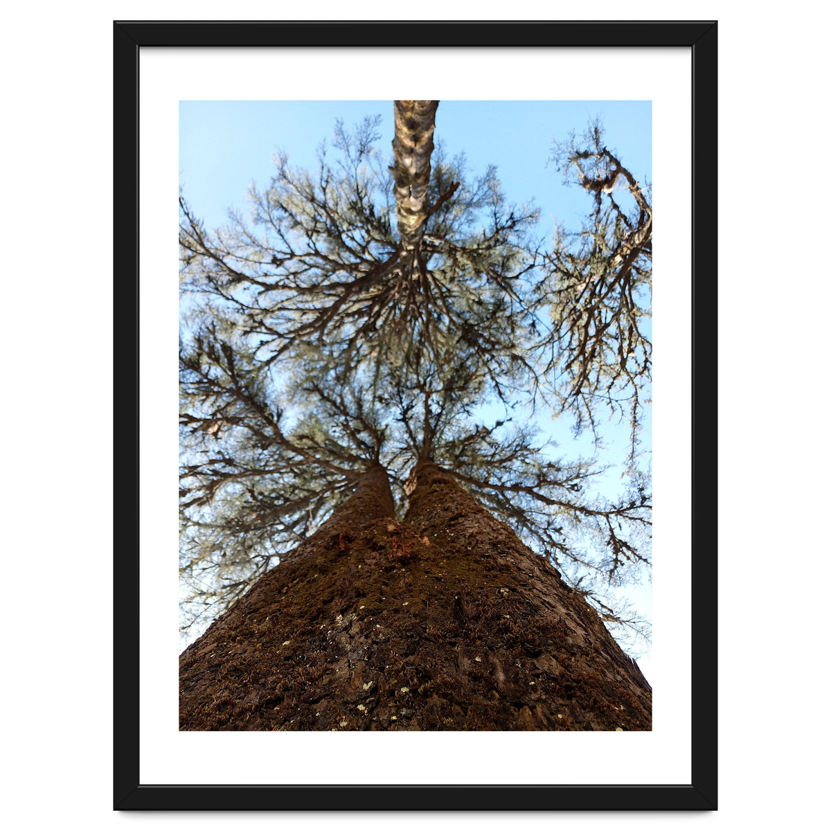 Ataraxia - Tree Series 2