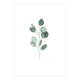 Botanical Illustration Eukalyptus2 (Print Only) thumbnail