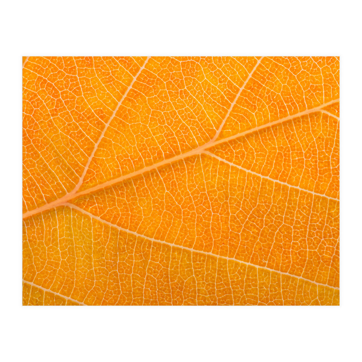 Autumn Leaf (Print Only)