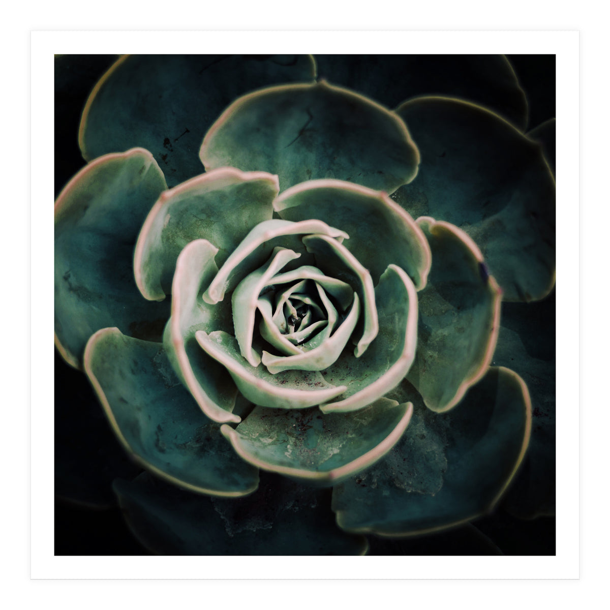 DARKSIDE OF SUCCULENTS IV-A (Print Only)