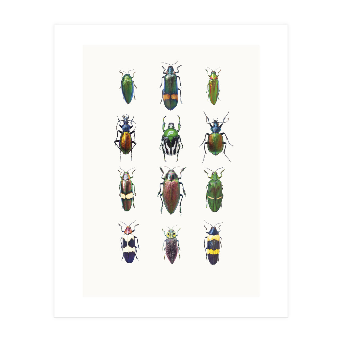 Cc Insects 03 (Print Only)