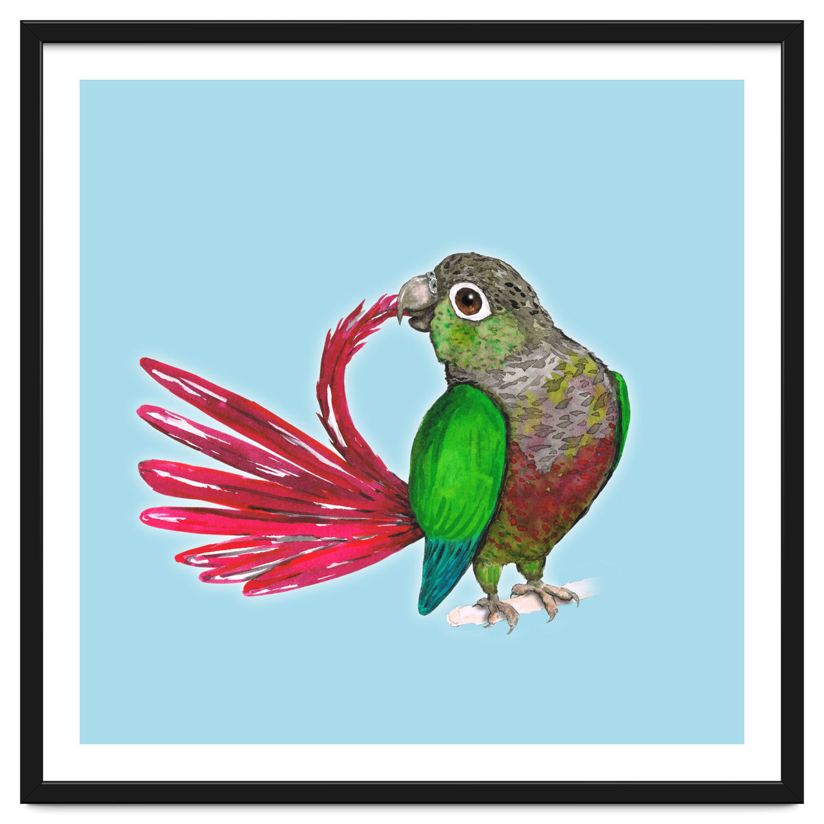 Preening green-cheeked conure
