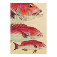 Fish Classic Designs 7 (Print Only)