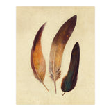 Three Feathers (Print Only) thumbnail