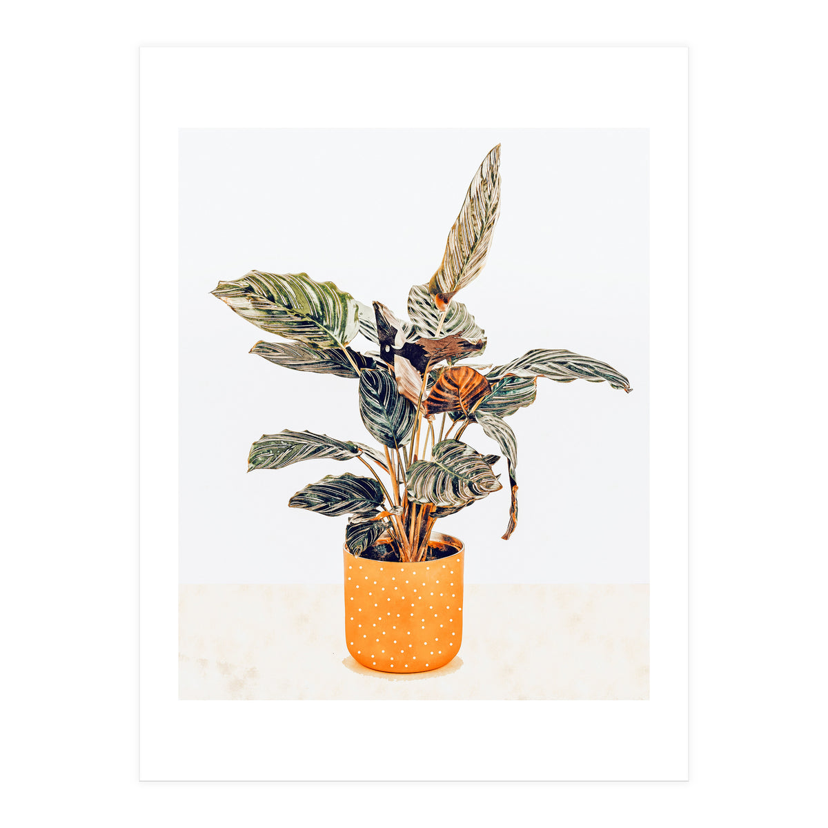 Botany II (Print Only)