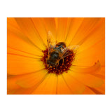 Bee Kind (Print Only) thumbnail
