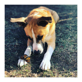 Cooper With Butterfly (Print Only) thumbnail