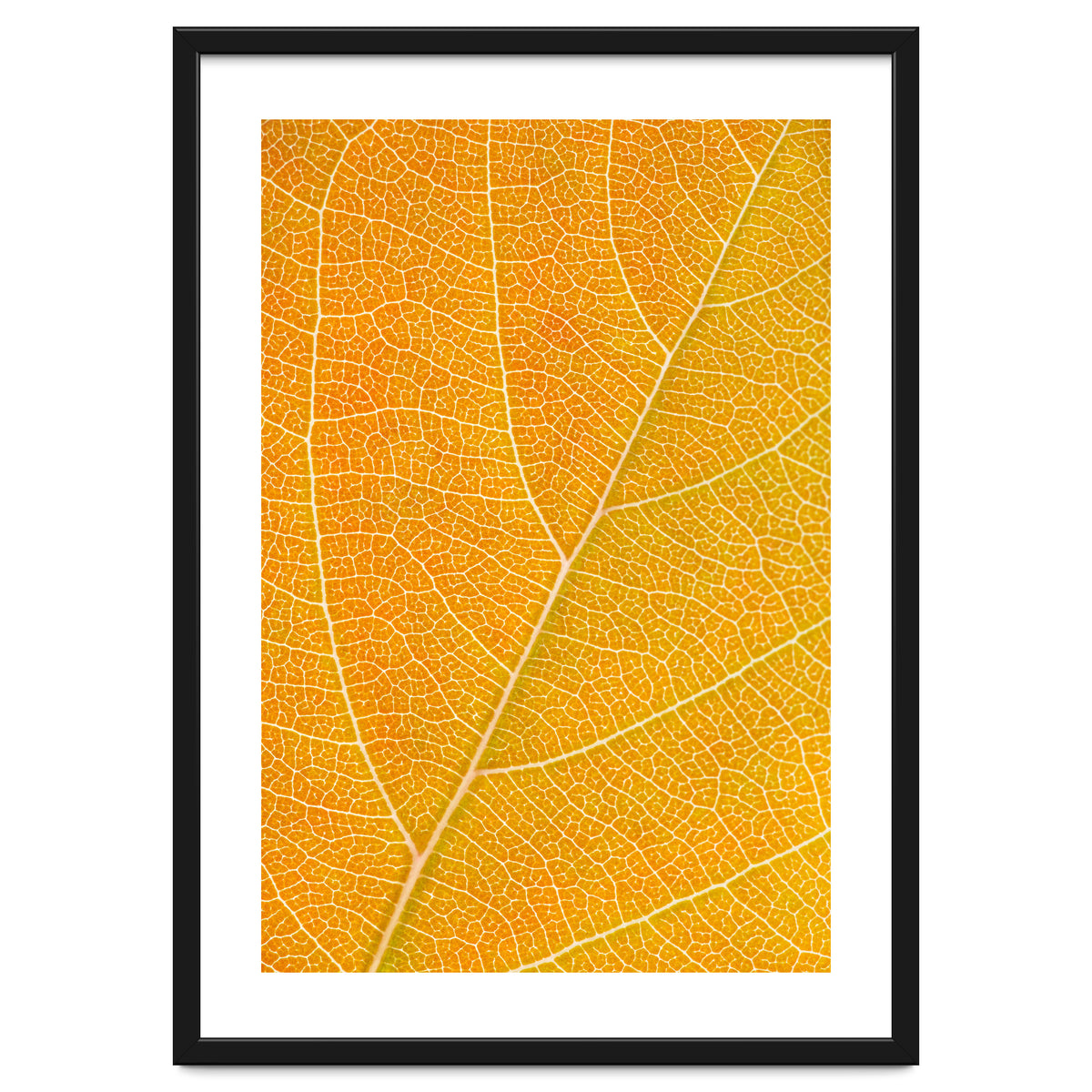 Autumn Leaf