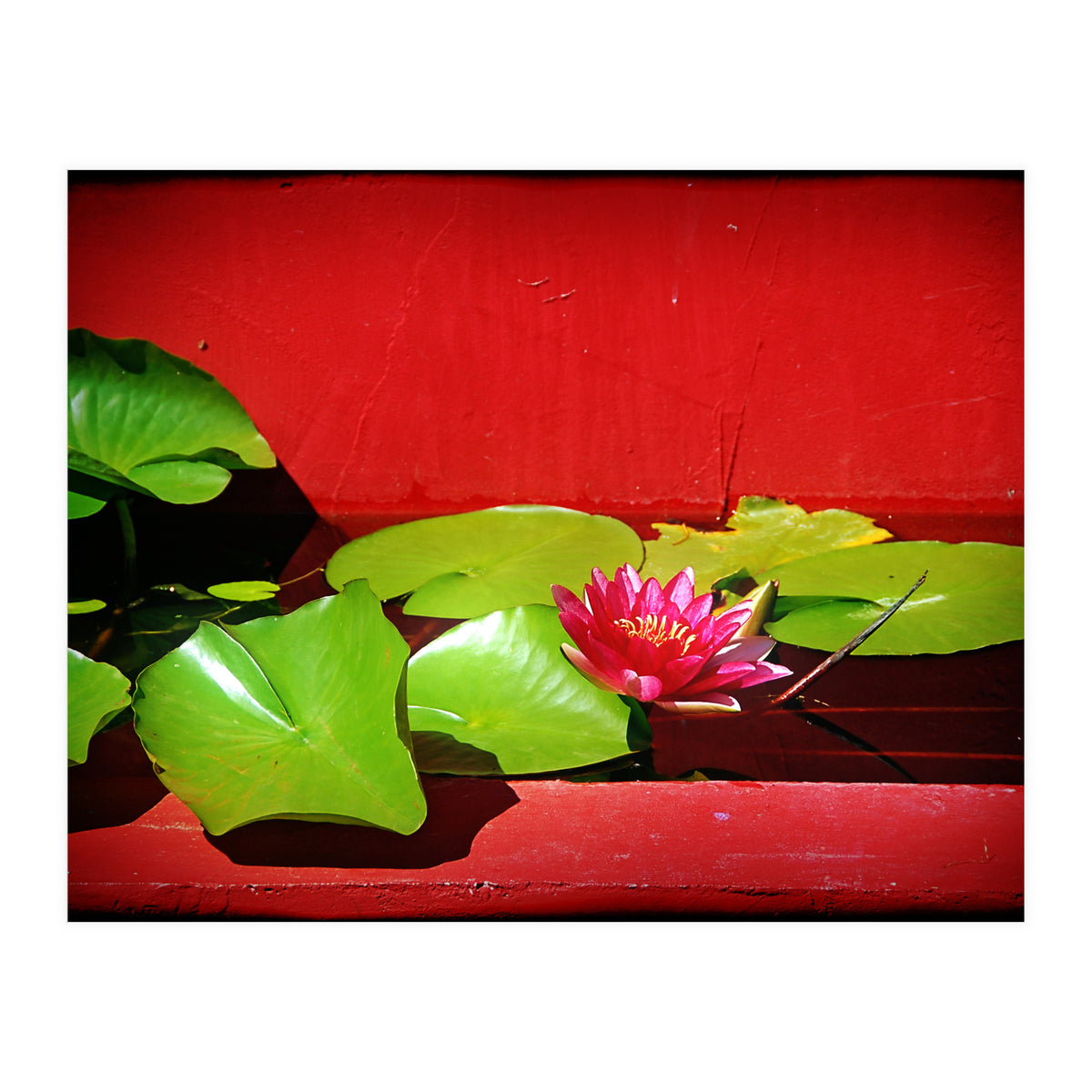Pond lily (Print Only)