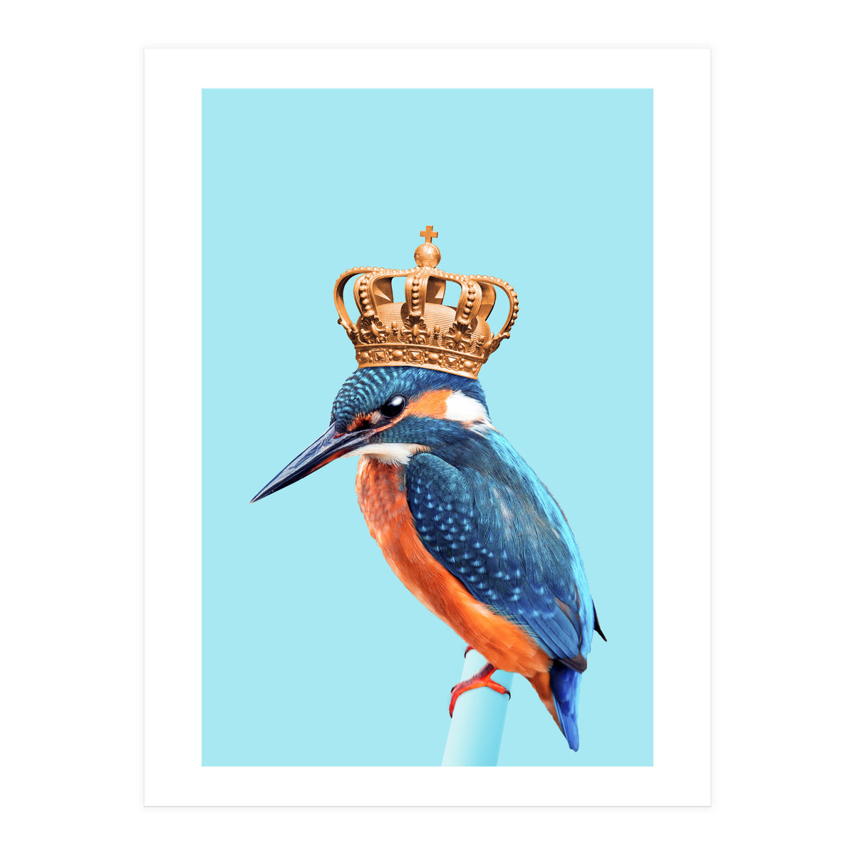 Kingfisher (Print Only)