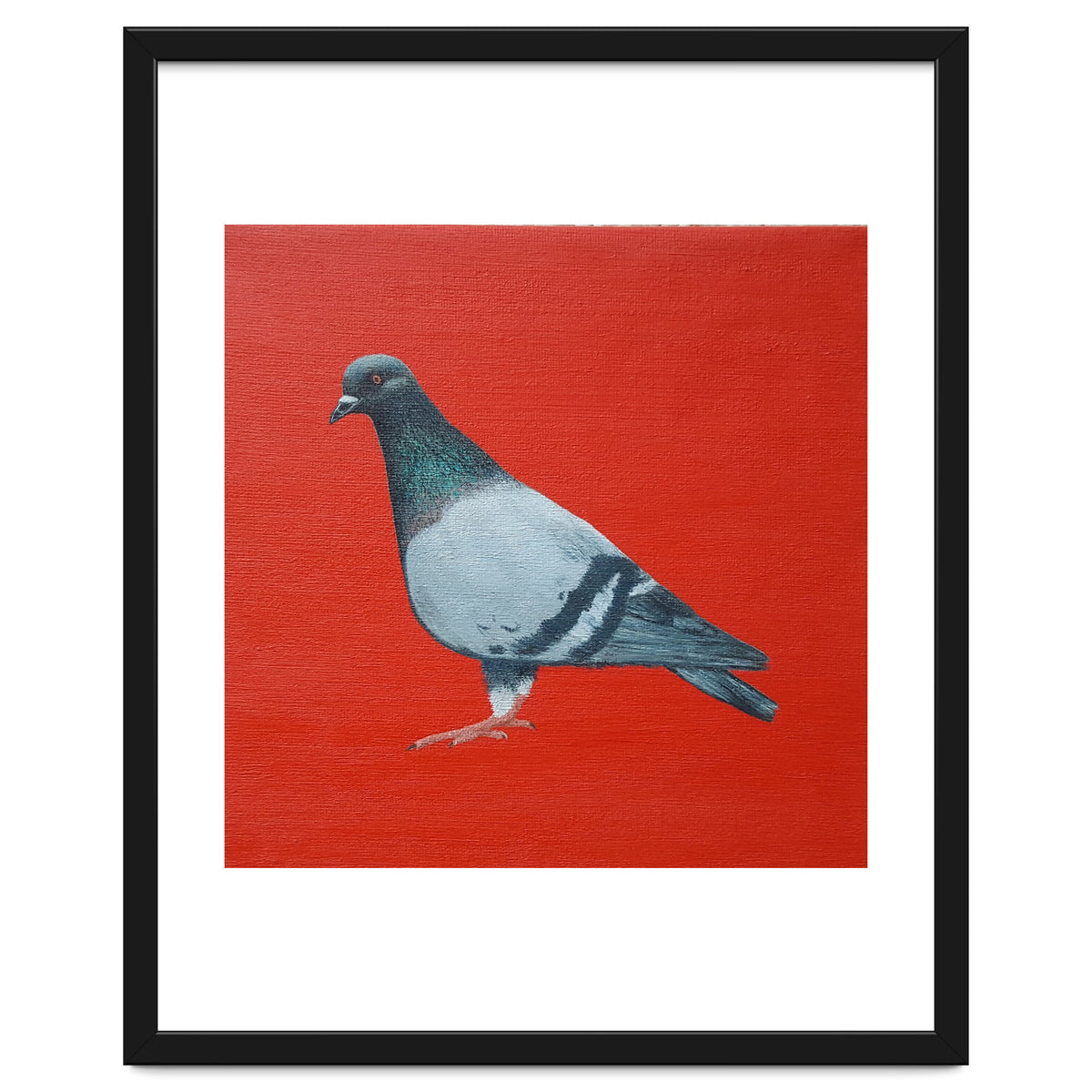 Pigeon