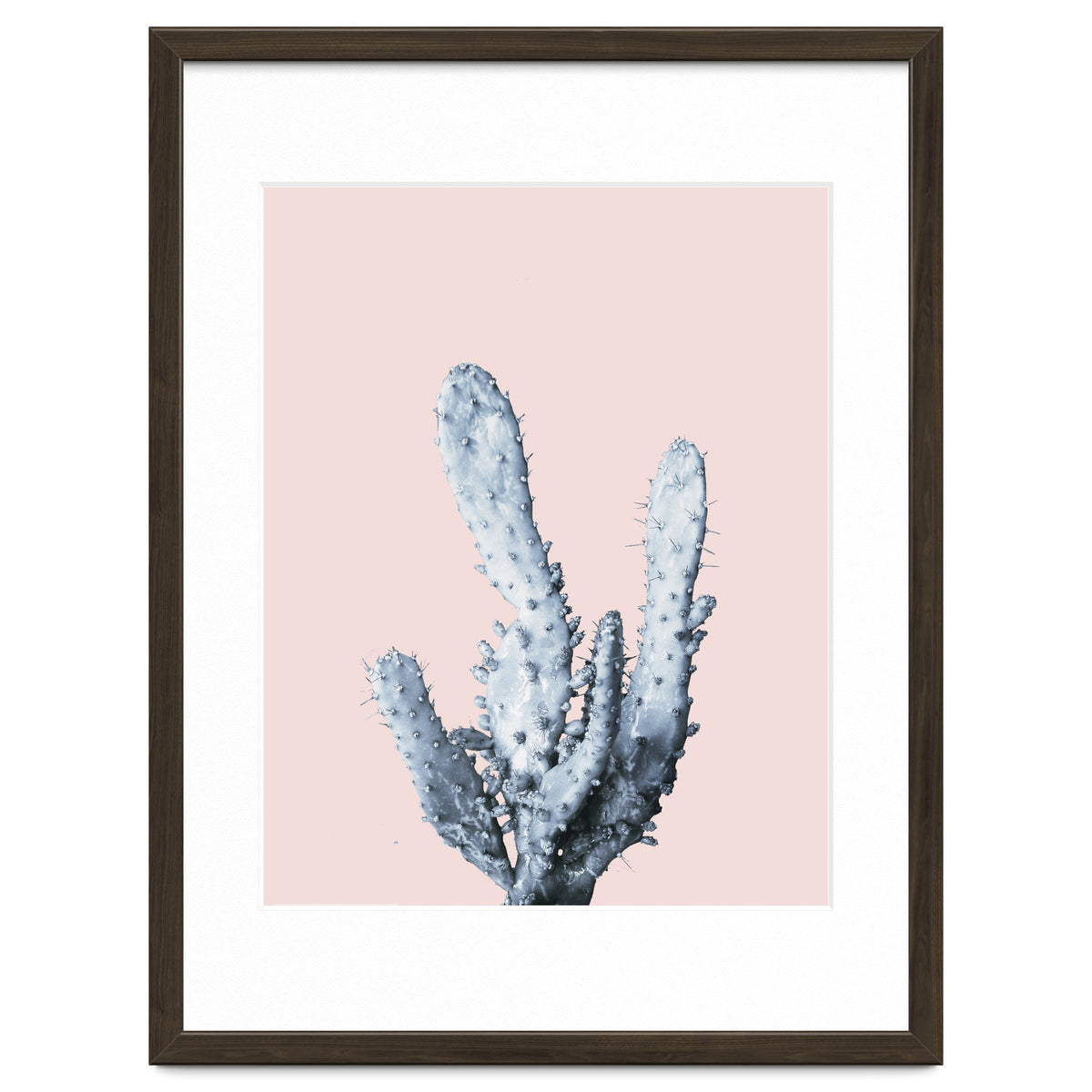 Cactus collection BL-I