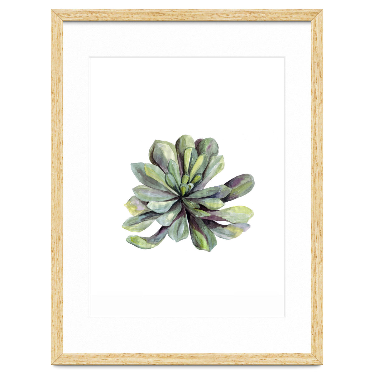 Botanical Illustration Succulent