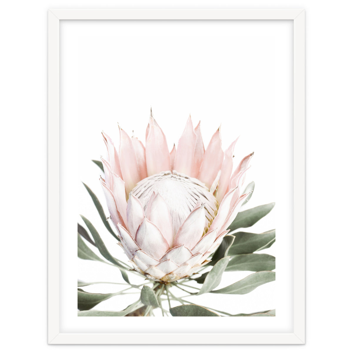 Blush Protea Flower