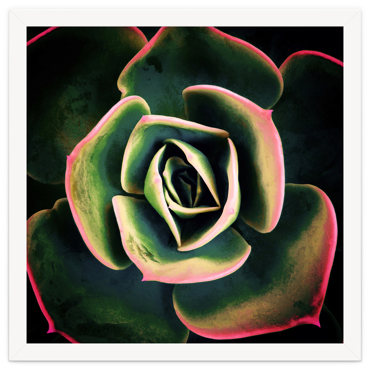 DARKSIDE OF SUCCULENTS XV