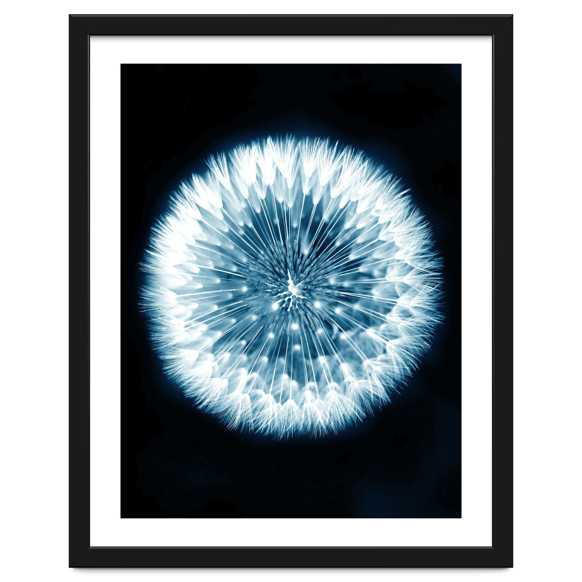 Taraxacum Officinale