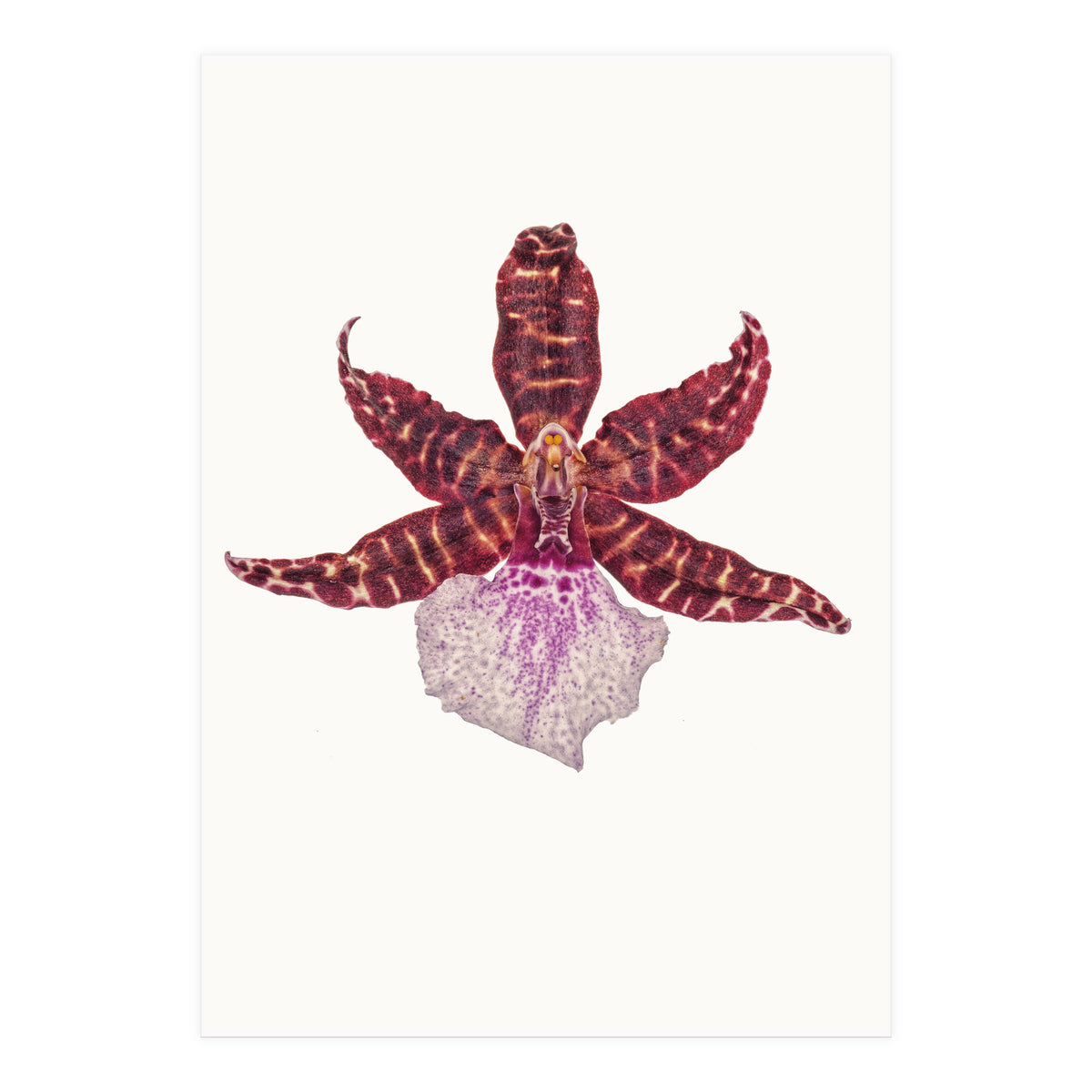 Cc Flower 05 (Print Only)