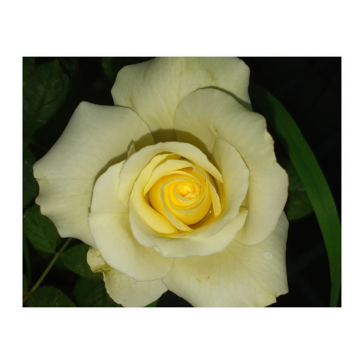 Blooming White Rose (Print Only)