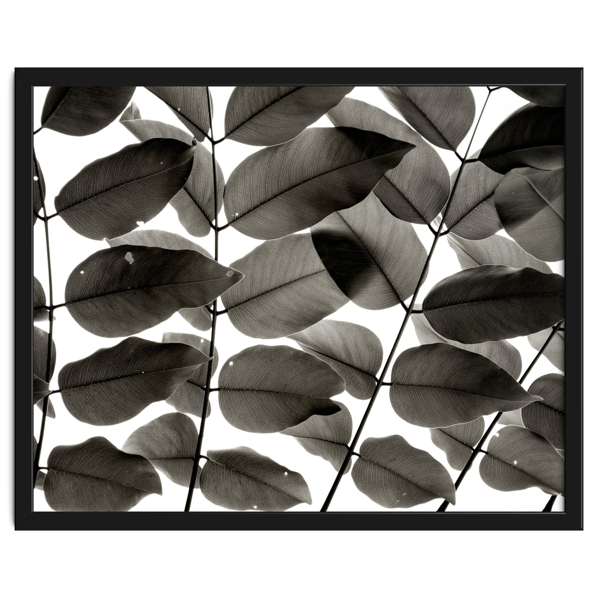 Branches and Leaves I