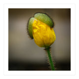 Yellow Poppy Opening  (Print Only) thumbnail