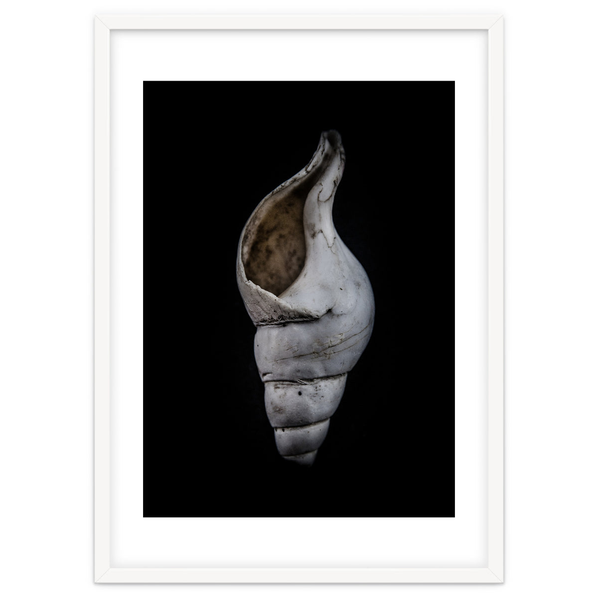 Shells No 12 Color Version