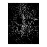 Spiderweb No 4 (Print Only) thumbnail
