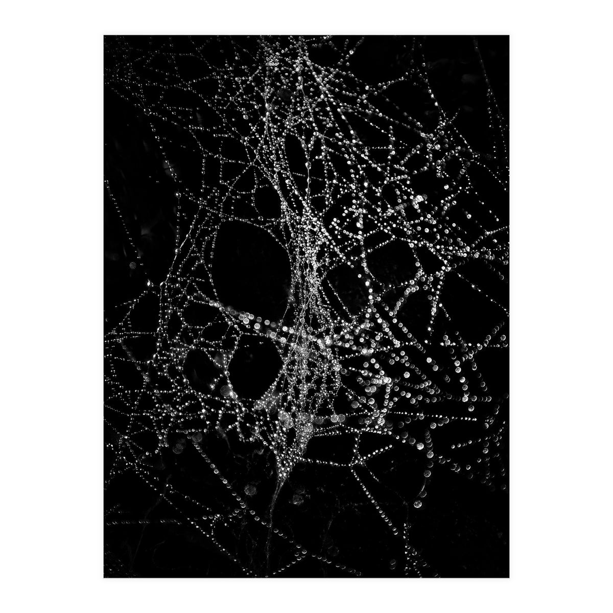Spiderweb No 4 (Print Only)