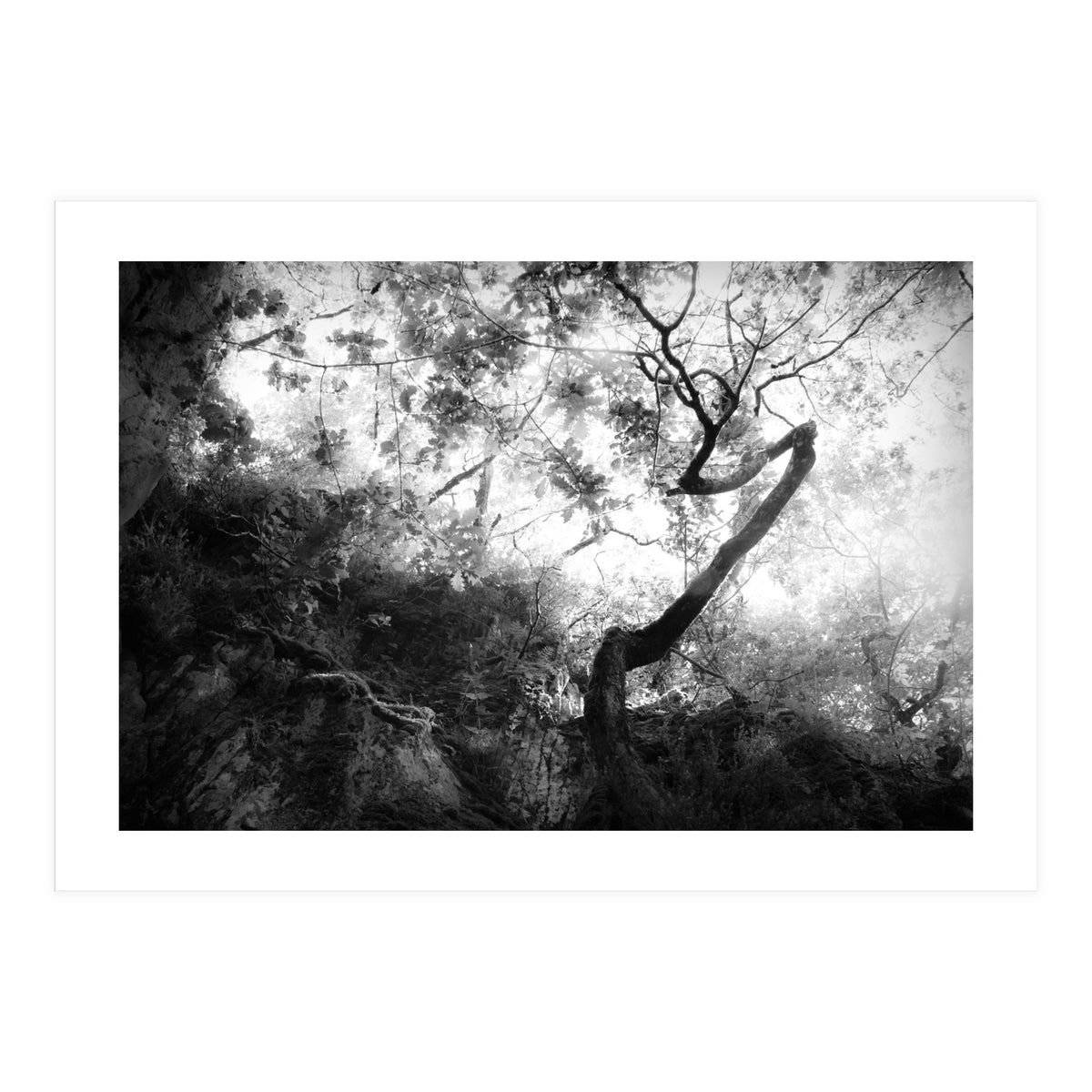 forgetting (Print Only)