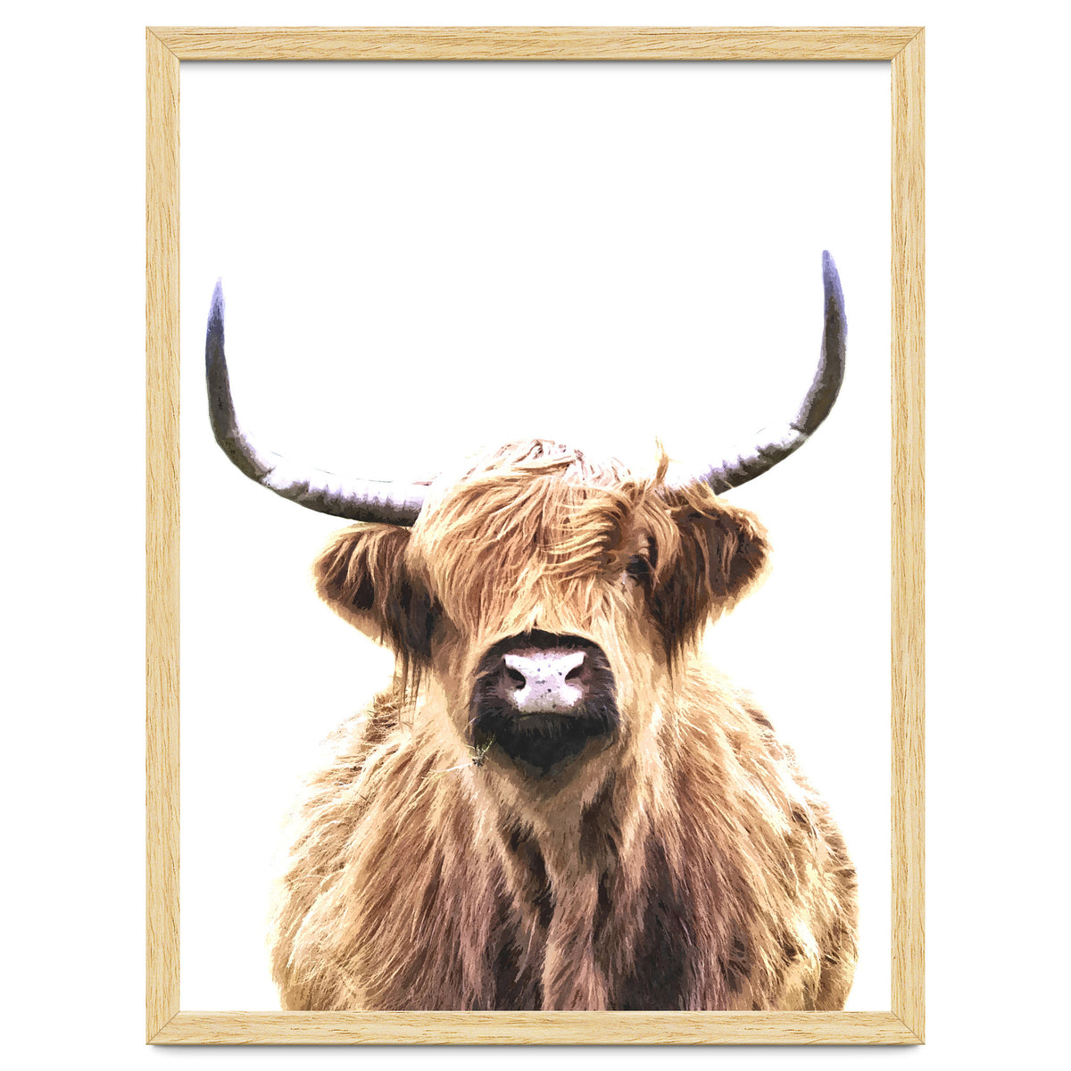Highland Cow Portrait