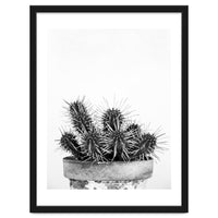 Cactus nature II