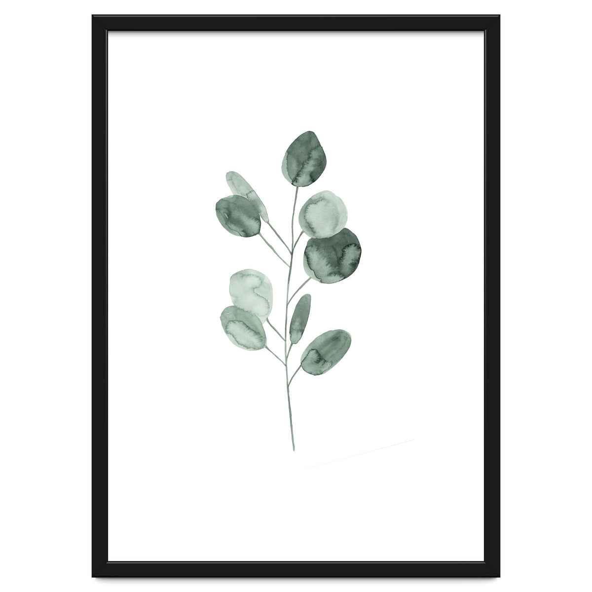 Botanical Illustration Eukalyptus2