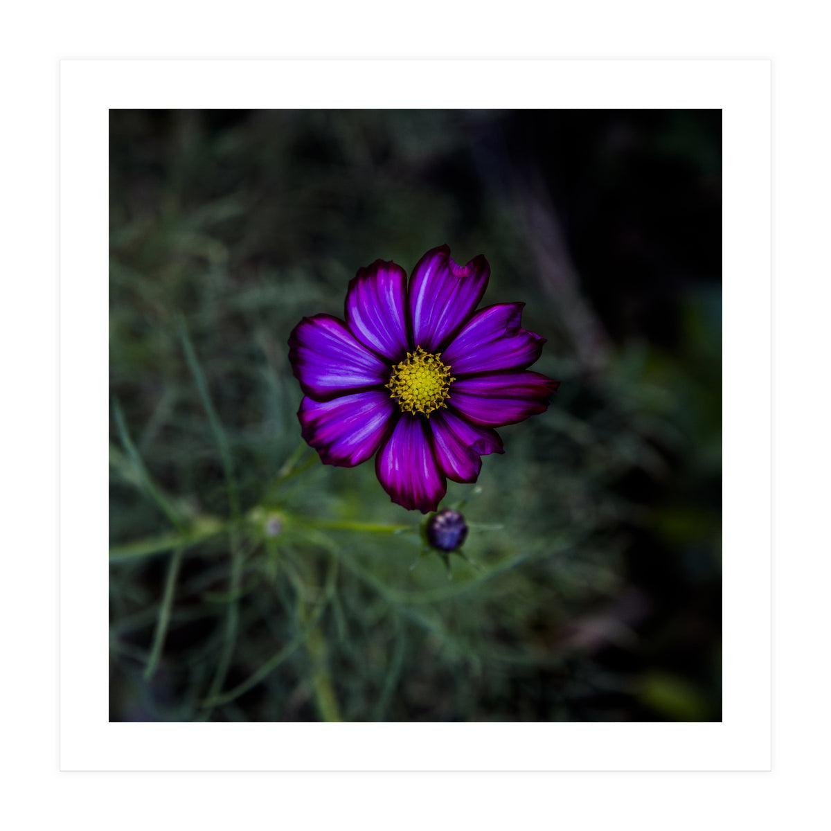 Floral autumn (Print Only)