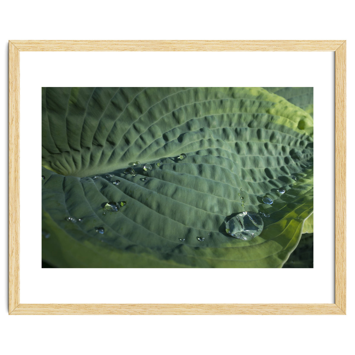 Hosta With Raindrops