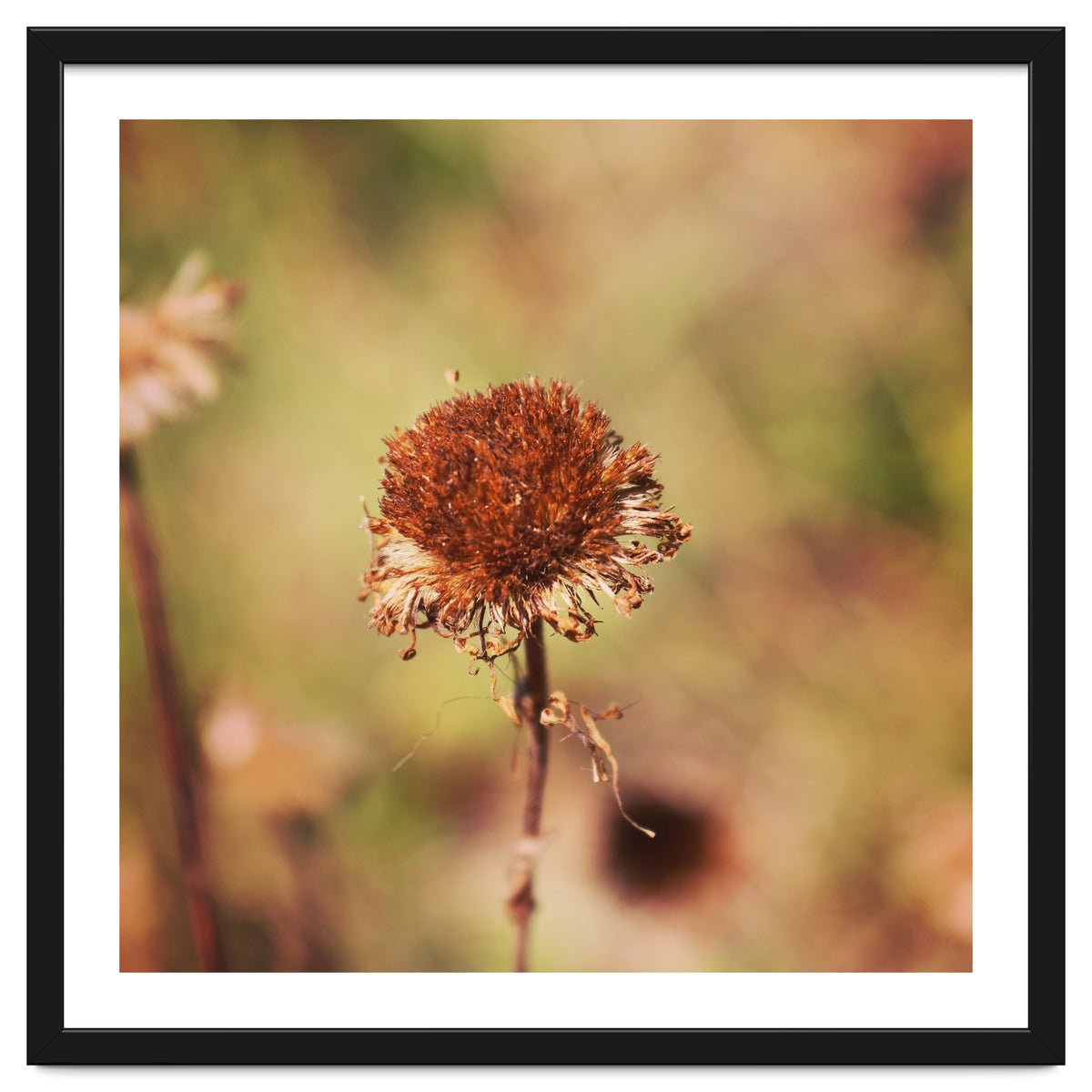 dried daisy