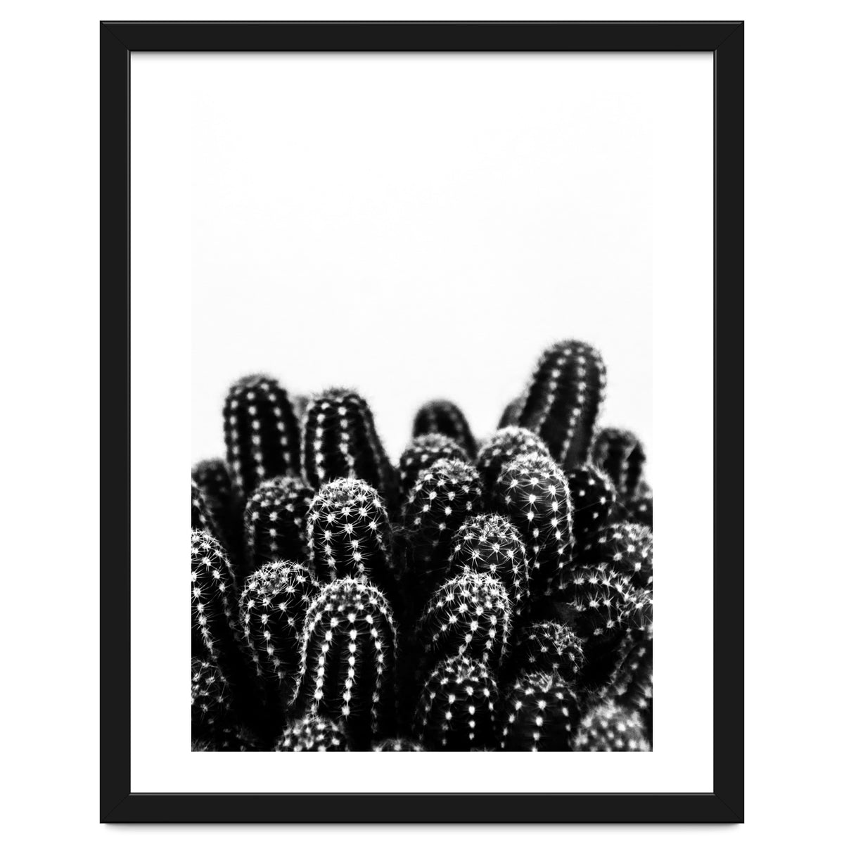 cactus nature X