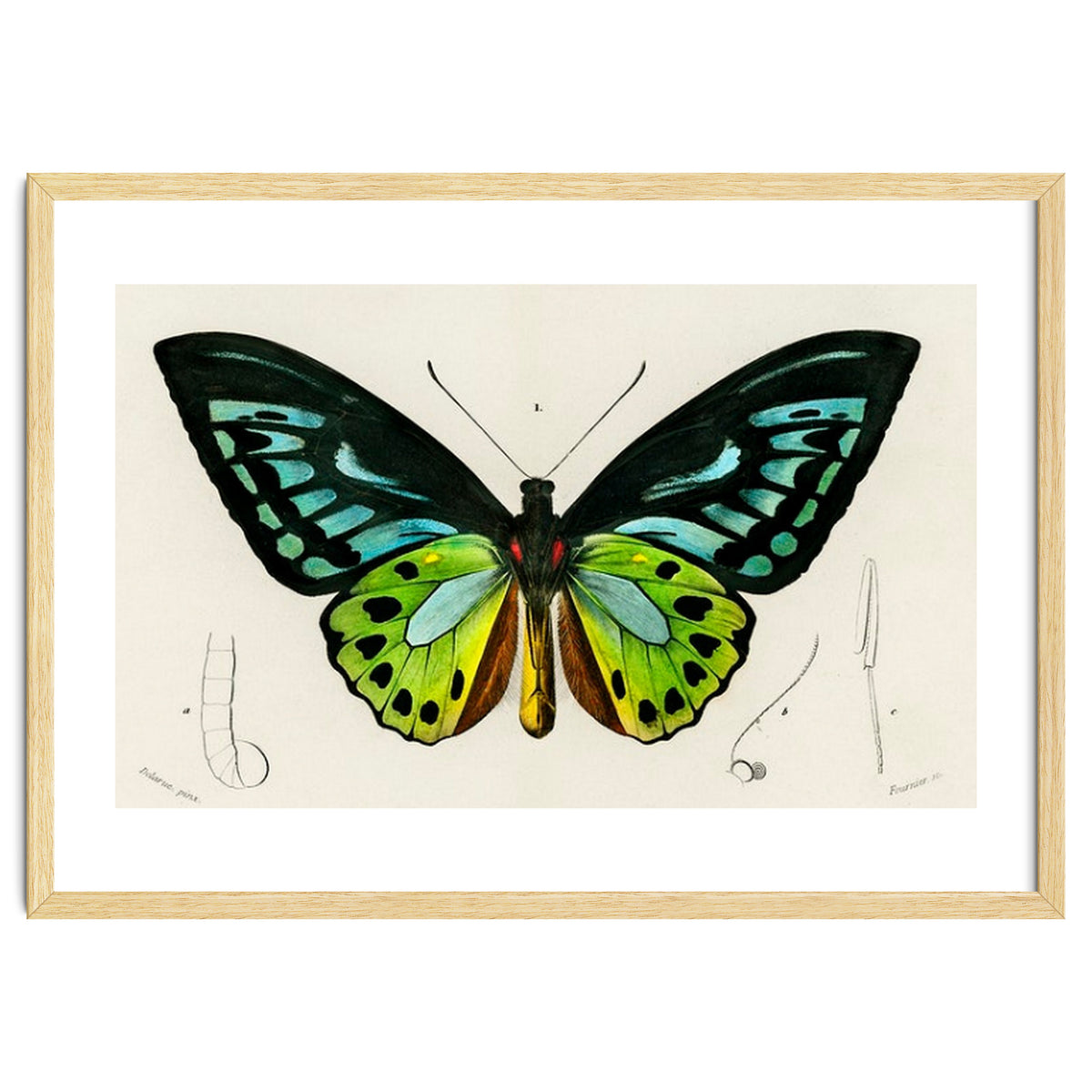 Green birdwing illustrated