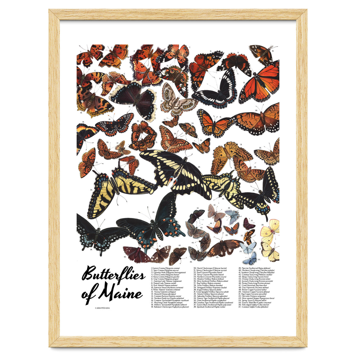 Maine Butterflies Chart