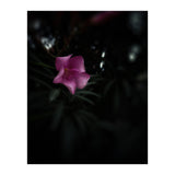 Pinky Flora (Print Only) thumbnail